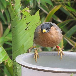 Gems of the Jungle - Brahminy starling 290419