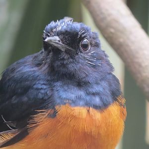 Gems of the Jungle - White-rumped Shama 290419