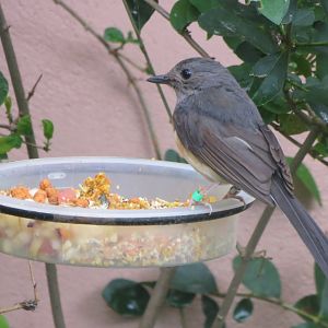 Gems of the Jungle - White-rumped Shama female 290419
