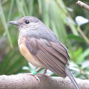 Gems of the Jungle - White-rumped Shama female 290419