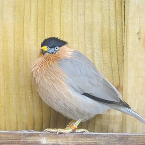 Gems of the Jungle - Brahminy Starling 290419