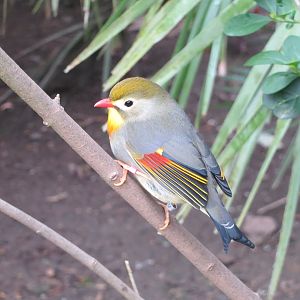 Gems of the Jungle - Red-billed Leiothrix 290419