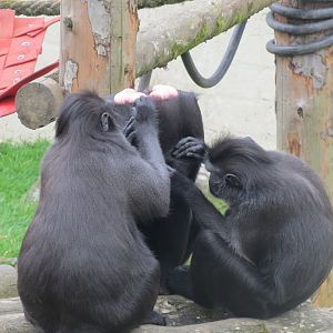 Sulawesi crested macaques 290419