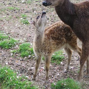 Visayan spotted deer juvenile 290419