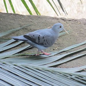 Tropical House - Blue Ground-dove 290419