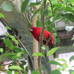 Tropical House - Brazilian Tanager 290419
