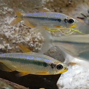 Allestopetersius brichardi "Red"