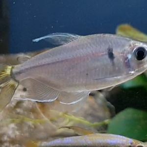 Allestopetersius caudalis