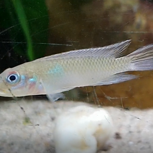 Nanochromis parilus
