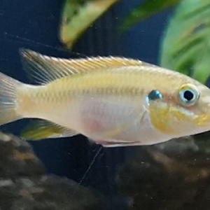 Pelvicachromis drachenfelsi