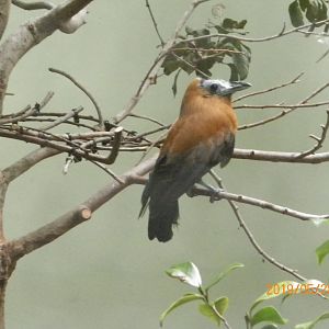 Capuchinbird