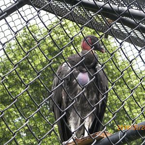 Juvenile King Vulture