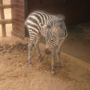 Grant's Zebra foal 25/5/19