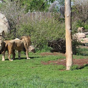 African lion and African painted dog exhibits