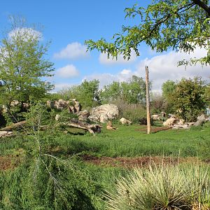 African lion and African painted dog exhibits