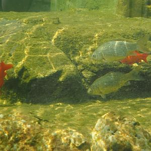 Carp species - Zie-Zoo (2019-04-06)