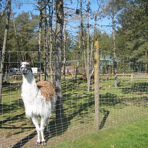 Farm Fun - Llama/camel exhibit