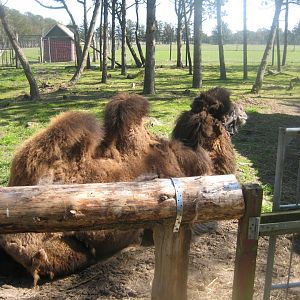Farm Fun - Llama/camel exhibit