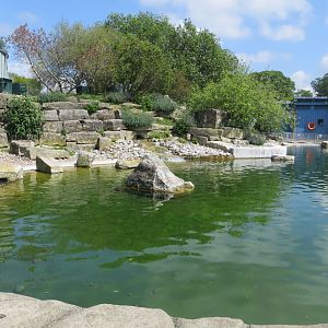 Humboldt penguin enclosure 110519