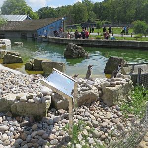 Humboldt penguin enclosure 110519