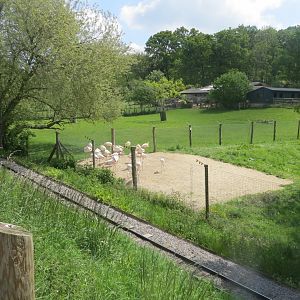 Greater flamingoes 110519