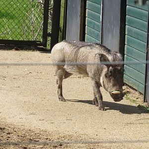 Common warthog 110519