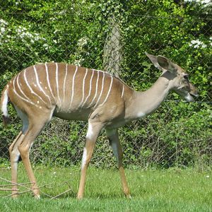Southern lesser kudu 110519