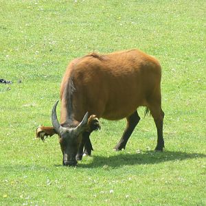 Forest buffalo 110519