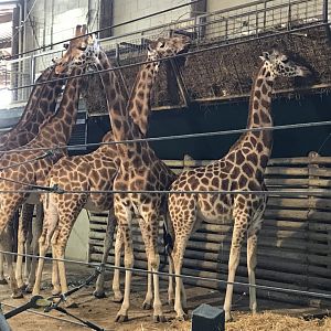 Giraffe Lookout - Rothschild’s giraffes 110519