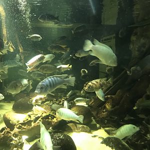 Aquarium within Heart of Africa 110519