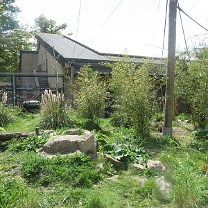 Lemur Loop walkthrough exhibit 110519