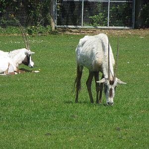 Arabian oryxes 110519