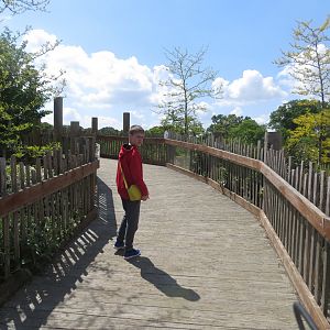 Bridge in Wild Explorers plus future Zoo Chatter 110519