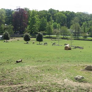 Wild Explorers grassland exhibit 110519