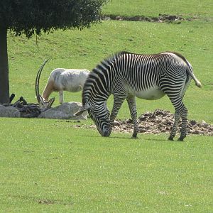Grevy’s Zebra and Scimitar-horned oryx 110519