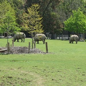 Southern white rhinoceroses 110519