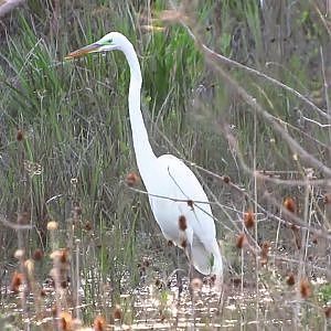Great Egrets - YouTube
