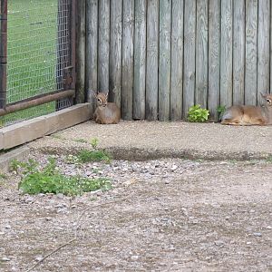 Kirk’s dik-diks 110519