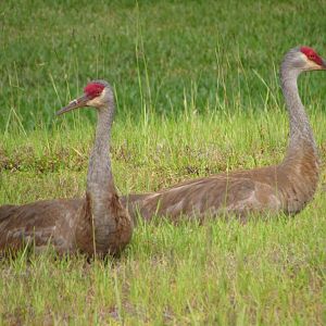 Sandhill Cranes