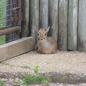 Kirk’s dik-dik 110519