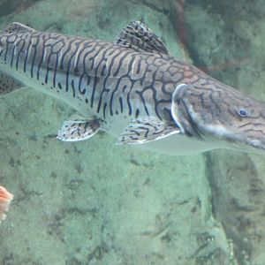 Barred sorubim - Pseudoplatystoma  fasciatum