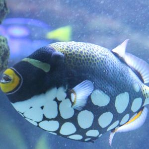 Clown triggerfish