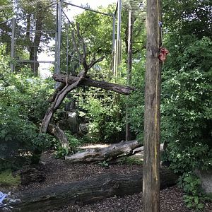 Amur leopard enclosure 110519