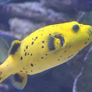 Black-spotted puffer - Arothron nigropunctatus