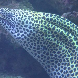 Laced moray - Gymnothorax flavagineus