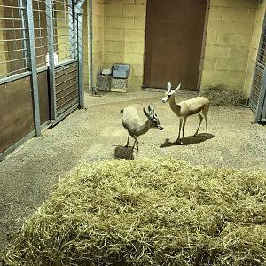 Aridlands House - Saharan Dorcas gazelles 110519
