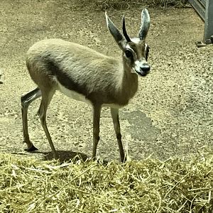 Aridlands House - Saharan Dorcas gazelle 110519