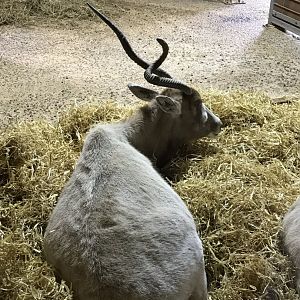 Aridlands House - Addax 110519