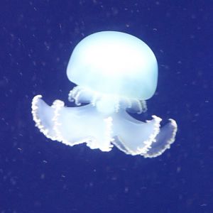 Jellyfish