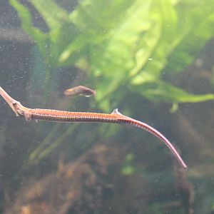 Long-snouted freshwater pipefish - Doryichthys boaja
